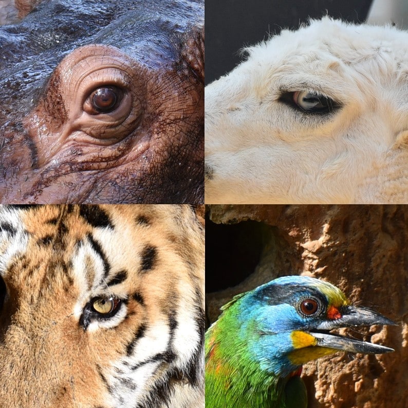 動物瞳孔的形狀
